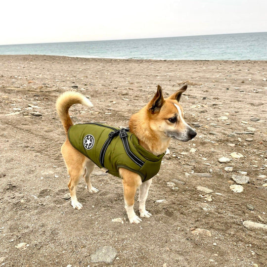 Waterproof Dog Coat with Built-in Harness – Warm, Weather-Resistant Dog Jacket for All Breeds 2